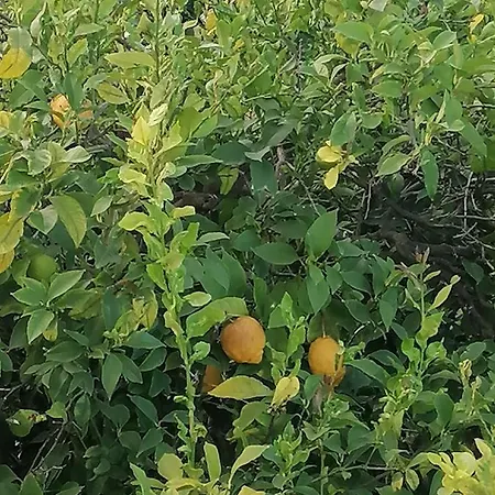 Cilento 住宿加早餐酒店 帕埃斯图姆