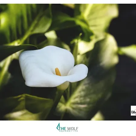 Couette-café Cilento