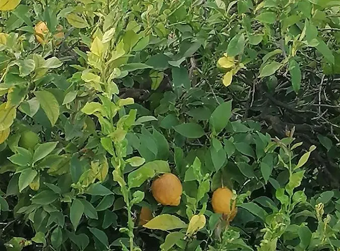 Cilento Panzió Paestum