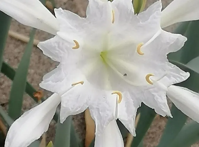 Cilento Panzió Paestum